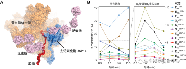 人工智能赋能时间分辨冷冻电镜 北京大学Nature刊文揭示重大药物靶点动力学调控机制